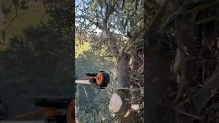 #asmr cutting olive branch🫒 #nature #woodworking #cuttingskills #satisfying #firewood #olivertree