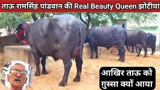 🏆ताऊ रामसिंह पांडवान की एक से एक बढ़कर Murrha झोटीया First Timer 18 से 22 दूध तैयार के नायाब नगीने.👍