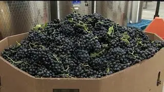 NJ Vineyard Teaches People How to Grow Grapes to Give Boost to Wine Industry
