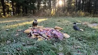 MFCD Fall Breakfast For The Forest Over 1hr