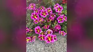 Random Flowers & Gardens in Seattle 07
