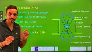Nucleus: Structure & Function | Nuclear Pore Complex, Nuclear Lamina & Ran-GTP Cycle
