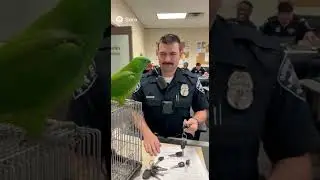 Rio roaster smashing the cops in a new way | parrot and Police funny videos #funny #shorts #youtube