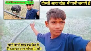 दोस्तों आज खेत में पानी लगाने आये थे तभी मिला एक खतरनाक कोबरा सांप 🐍🐍 | मरते-मरते बचा 😱😱