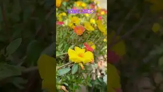 How to Keep Plants Healthy in Hot Weather | 🍃 #flowers #gardening #gardeningideas