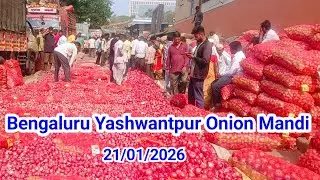 Fresh Onion Rate Today | Yeshwantpur Mandi Bengaluru बेंगलुरु मंडी में आज प्याज का भाव क्या रहा? 