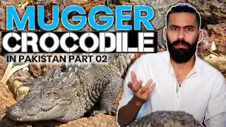 Mugger Crocodile in Pakistan I Part 02 I Animal World With Aun