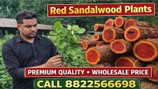 PREMIUM RED SANDALWOOD PLANTS 🌱 | WHOLESALE PRICE AT WHOLESALE NURSERY #redsandalwood #viralvideo 