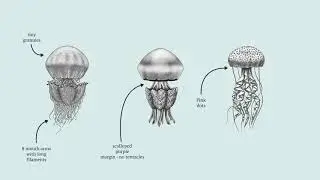 Monitoring Non-Indigenous Species in the Mediterranean Sea