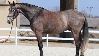 *TOP SWEET PROSPECT HUNTER*JOKER, 2021, gelding, by Baloubet du Rouet @ANSporthorses