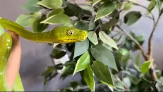 Interacting with my Green Tree Python | Conditioning Cyan to Handling
