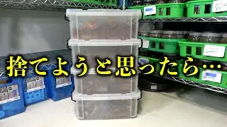 半年前に組んで放置していた産卵セット念のため確認した結果