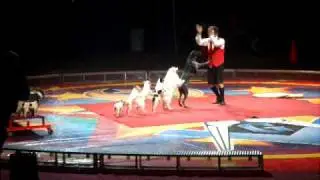 Circus Dogs