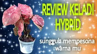 CANTIKNYA KELADI HYBRID SERIES