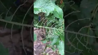 Hungry Lesser Willow Saw Fly Caterpillars Ate This Whole Leaf