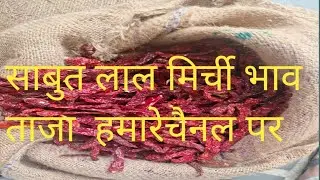 साबुत लाल मिर्ची  Red Chili Quality  Guntur Red Chili Market Report  Teja Red Octobesar 30, 2025