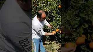 Nuestra mandarinas ortanique todo zumo y sabor