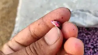 kapas kese ugate h kapas ke ankuran me dikkat kyo aati h barish ki vajha se kapas kharab hoti h kya