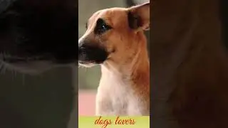 Desi dogs are very cute love them#cute dog#14kshorts