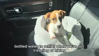 Hey Friends! Let’s talk and do an update on Trudy’s training progress @Jordan’sShortyJacks.