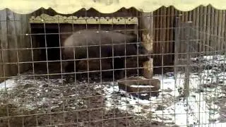 2. Boars , Khanty- Mansiysk, Кабаны