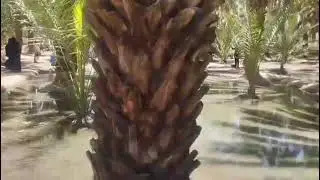 Hazrat Salman Farsi ka Baag | Madinah | Ziarat e Madina 