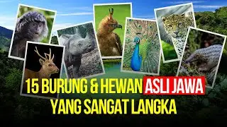 Apa Saja Hewan Khas Jawa? 15 Hewan Asli Jawa yang Sangat Langka dan Terancam Punah