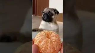 Pug begging for orange 🍊 #shorts