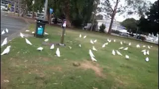 #nelson bay  Nsw 2315 #Australia #viral #viralshorts #White parrots