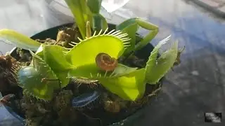 Venus Fly Trap vs. Caterpillar