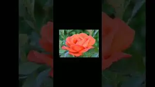 Bloom like a flower😍
