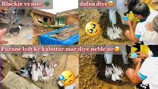 Purane loft ke kabutar mar diye nevle ne 😓🪦// blackie vs mor 🦚
