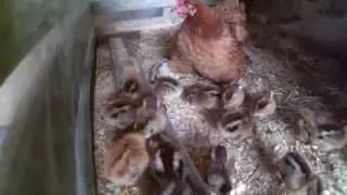 Bankiva chicks Bankiva K&uuml;ken Bankivahuhn Gallus gallus