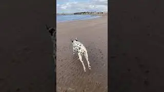 Sandy Sea Dogs
