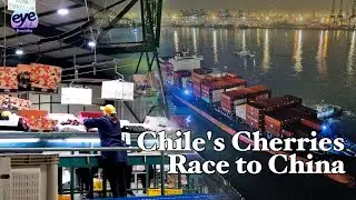 Chile exports 90 percent of 131,000-ton cherry harvest to China; charter trips increased to 32