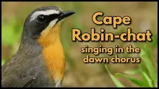 CAPE ROBIN-CHAT singing in the early dawn chorus