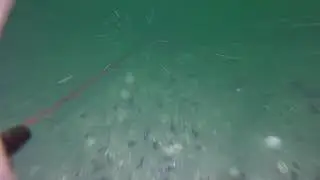 Atlantic surf clams and various fish species