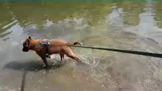 Best of Joey