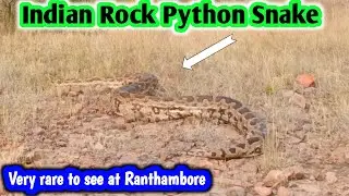 Indian Rock Python Snake Sighting at Ranthambore Park I Very Big Python Snake Spotted at Ranthambore