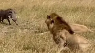 Забавный момент противостояния бородавочника и льва🤣🤣