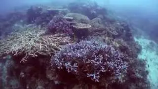 The Devastating Effects of Dynamite Fishing