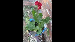 #41-How to Make a Liner for Hanging Baskets/DIY#FreeLiner#HangingBasket#Plants#Easy#