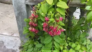 Best Tropical Vines for Beginners|Easy-Care Climbers for a Lush Garden