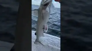 Release on a big hardhead catfish