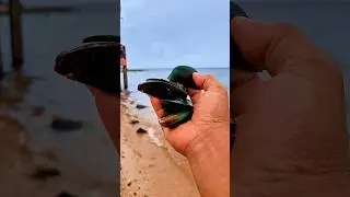 Found green mussels on the beach #shorts #shortvideo #viralvideo