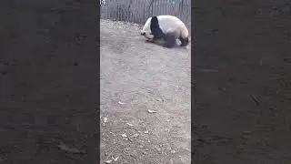 Can a monkey challenge a panda?🐒#battleroyale #animallife #survival #monkey #panda #vs #animal #raw