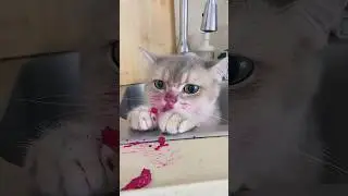 Cat crime 🤣🤣🤣#funny #funnypet #funnyvideo #petsunited #pets #petsrule #animals #cat
