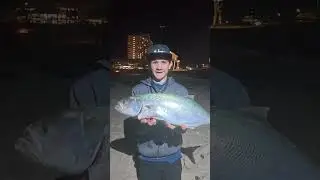 BIG Beach Tailor, Check The Full Video!  #fyshlur #fishing #beachfishing