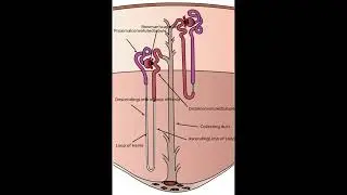 Structure of a Nephron