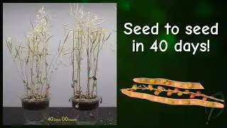 Wisconsin Fast Plants&reg; Life Cycle